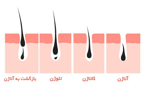 چرخه رشد مو